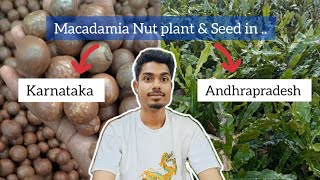 Macadamia Nut plants amp Seed in Andhra Pradesh amp Karnataka mgreennursery [upl. by Etteiluj699]