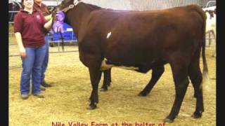 Nile Valley Farm Dual Purpose Milking Shorthorn cattle [upl. by Okir]