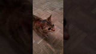 ce chat miaule comme un bebe qui pleure [upl. by Dyana]