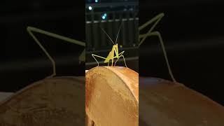 A big pretty praying mantis on a chair 🪑💚 2 [upl. by Yessak821]