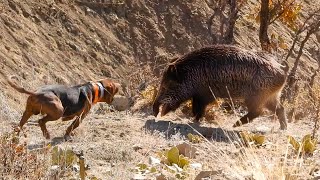 EPIC HUGE BOAR HUNTS FEARLESS Dogs Perfect HOG SHOTS Best HUNTING Scenes [upl. by Notak]