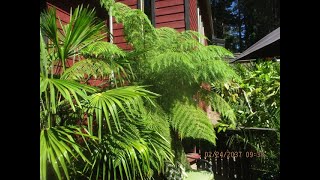 Tasmanian tree fern in extreme heat amp full sun [upl. by Pebrook]