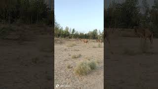 Camels are going back to homecamel youtubeshorts foryou animals yputubeshort camelsafari [upl. by Jecon]