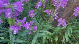 Physostegia virginiana Vivid [upl. by Ahtreb]