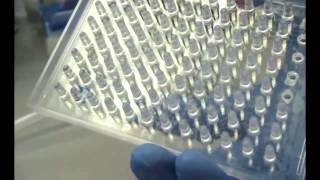 MBEC Assay Video [upl. by Goff97]