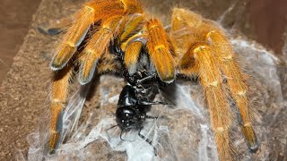 Orange baboon tarantula Pterinochilus murinus RCF [upl. by Allistir]