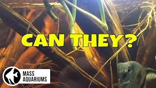 Can House Plants REMOVE NITRATES from your AQUARIUM [upl. by Ralyat]