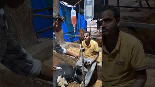 Pt6 IV infusion vet veterinarian medicine care cattle gaushala gauseva animalshorts animals [upl. by Pillihp]