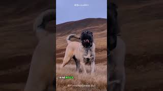 Kangal Dog Mastery Start Your Journey Here 🐾 shorts buzzbilt dog animals wildcreatures [upl. by Eckel127]