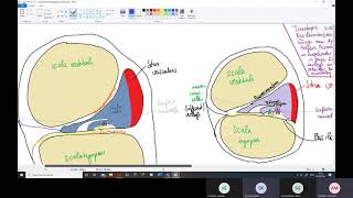 Physiologie Ohr 2 – Innenohr Cochlea Endolymphe CortiOrgan [upl. by Jat]