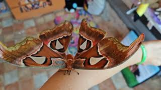 Motýl Attacus Lorquinii [upl. by Esther]