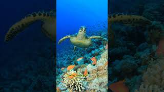 Amazing Facts About the Hawksbill Turtle hawksbillturtle turtles sealife [upl. by Suinuj]