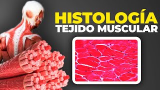 HISTOLOGÍA del MÚSCULO ESQUELÉTICO​  Detallado y Sencillo  Histología del Tejido Muscular Fácil [upl. by Ahsanat627]