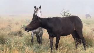 Brumbies in the mist [upl. by Carlin]