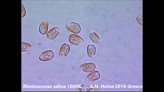 Microalgae for marine hatcheriesDr G Hotos labGreece [upl. by Aynekal]