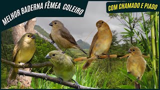 🐦 Meia Hora Melhor Baderninha De Fêmea De Coleiro Fêmeas Fogosas Chamando e Piando┃Sons Da Natureza [upl. by Shih929]