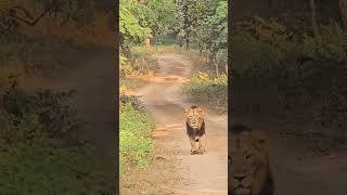 Gir National park Asiatic lion safari park 🦁🦁🦁 [upl. by Penelopa]