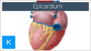 Epicardium  Definition amp Function  Human Anatomy  Kenhub [upl. by Annail642]