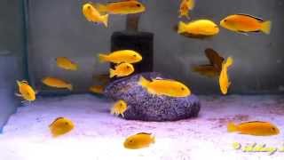 African Cichlids Electric Yellow  HD [upl. by Jecon]