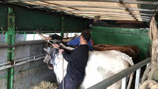 🐂 Manejo de los toros de Marqués de Saka en la Sokamuturra de Tolosa [upl. by Jauch845]