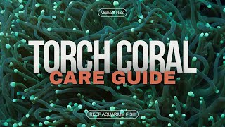 Torch Coral Care Essential Tips for Thriving Reef Aquariums [upl. by Ydiarf]