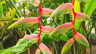 Heliconia chartacea Sexy Pink [upl. by Marduk559]