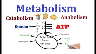 Concept of Metabolism Catabolism and anabolism [upl. by Eelime]