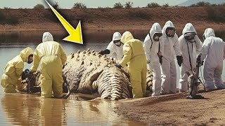 Euphrates River Was Just Sealed Because They Found This [upl. by Nilrak]