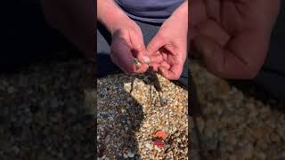 Sea Fishing Baiting Needle Demo [upl. by Tnilf]