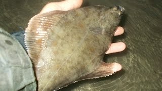 BARMOUTH Summer flounder estuary fishing June 2015 [upl. by Vargas]