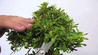 Pruning techniques for developing azaleas [upl. by Arty]