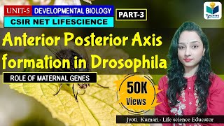 ANTERIORPOSTERIOR AXIS FORMATION IN DROSOPHILA PART3  CSIR NET DEVELOPMENTAL BIOLOGY [upl. by Sirak]