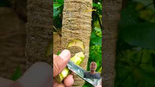 Tree Grafting technique grafting satisfying papaya [upl. by Yran727]