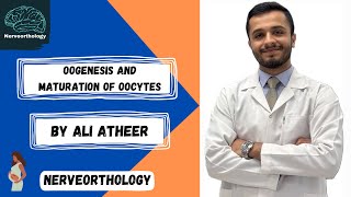 Embryology  oogenesis and maturation of oocytes [upl. by Ulphia742]