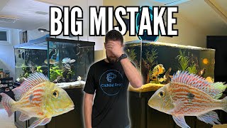 Did I Save My Geophagus Sveni A Fishkeeping Fail [upl. by Mahalia]