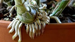 Mad Scary Alien Cattleya Roots [upl. by Medina]