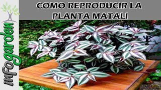 Como reproducir la planta curativa para el riñon Matalí Tradescantia zebrina [upl. by Pike]