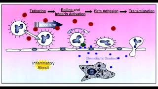 Leukocyte Extravasation  Rolling Tight Binding Diapedesis amp Migration [upl. by Tatum]