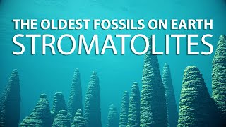 STROMATOLITES Discovering the Oldest Fossils on Earth  CGI Documentary [upl. by Soiritos]