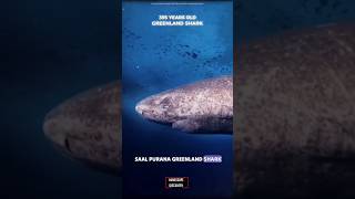 GREENLAND 🇬🇱 SHARK 🦈 facts sciencefacts [upl. by Alayne]