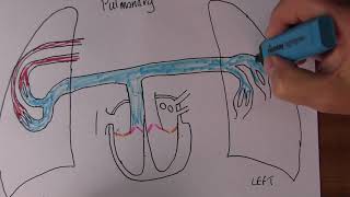 Cardiovascular System 4 Pulmonary circulation [upl. by Lamaj472]