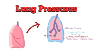 Understanding Lung Pressures [upl. by Leagiba]