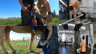 A day in the life Farrier Hoof trimming with sound [upl. by Linnet]