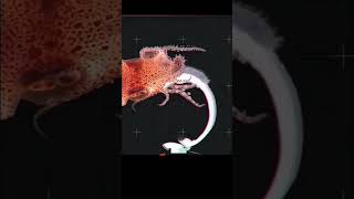 Why Male Octopus Cut Their Hectocotylus 😬 shorts 1080p [upl. by Rickert473]