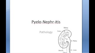 Pathology 676 a PyeloNephritis Acute Chronic Infection Kidney VesicoUreteral Reflux Gross Microscopy [upl. by Eanod]