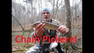 Creek Fishing for Chain Pickerel in the Winter  How to catch Chain Pickerel in Creeks [upl. by Canute206]