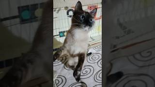 el patrónla reina serena y mamá chanel 2966 gato cat gatos mexico tiktok españa barcelona💞 [upl. by Razaele]