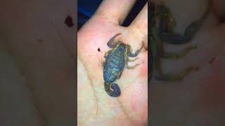 handling desert scorpion HHottentotta shortvideo shorts animals scorpion [upl. by Wernher62]