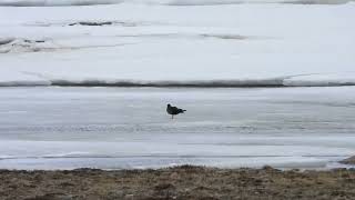 Rough legged Buzzard and Arctic Skuas in Norway [upl. by Annaitsirk]