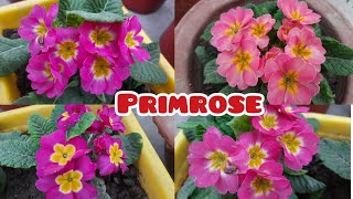 how to grow and care primroseprimula flower [upl. by Marysa471]